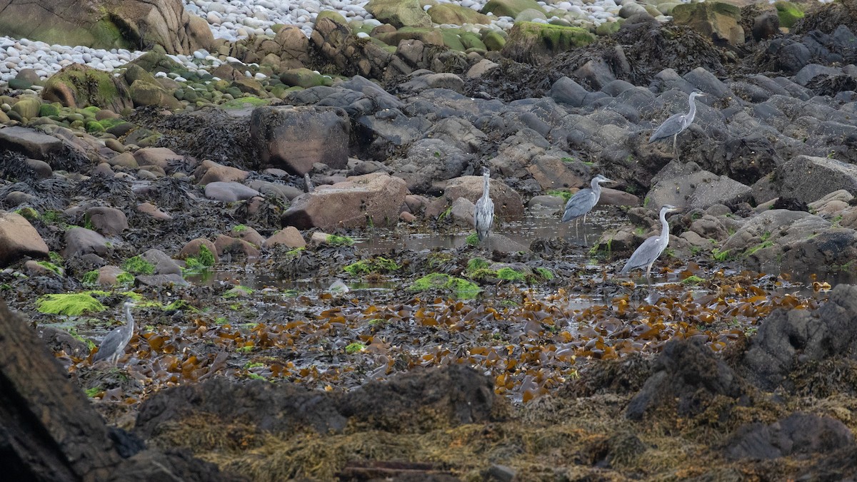 Gray Heron - ML254754021