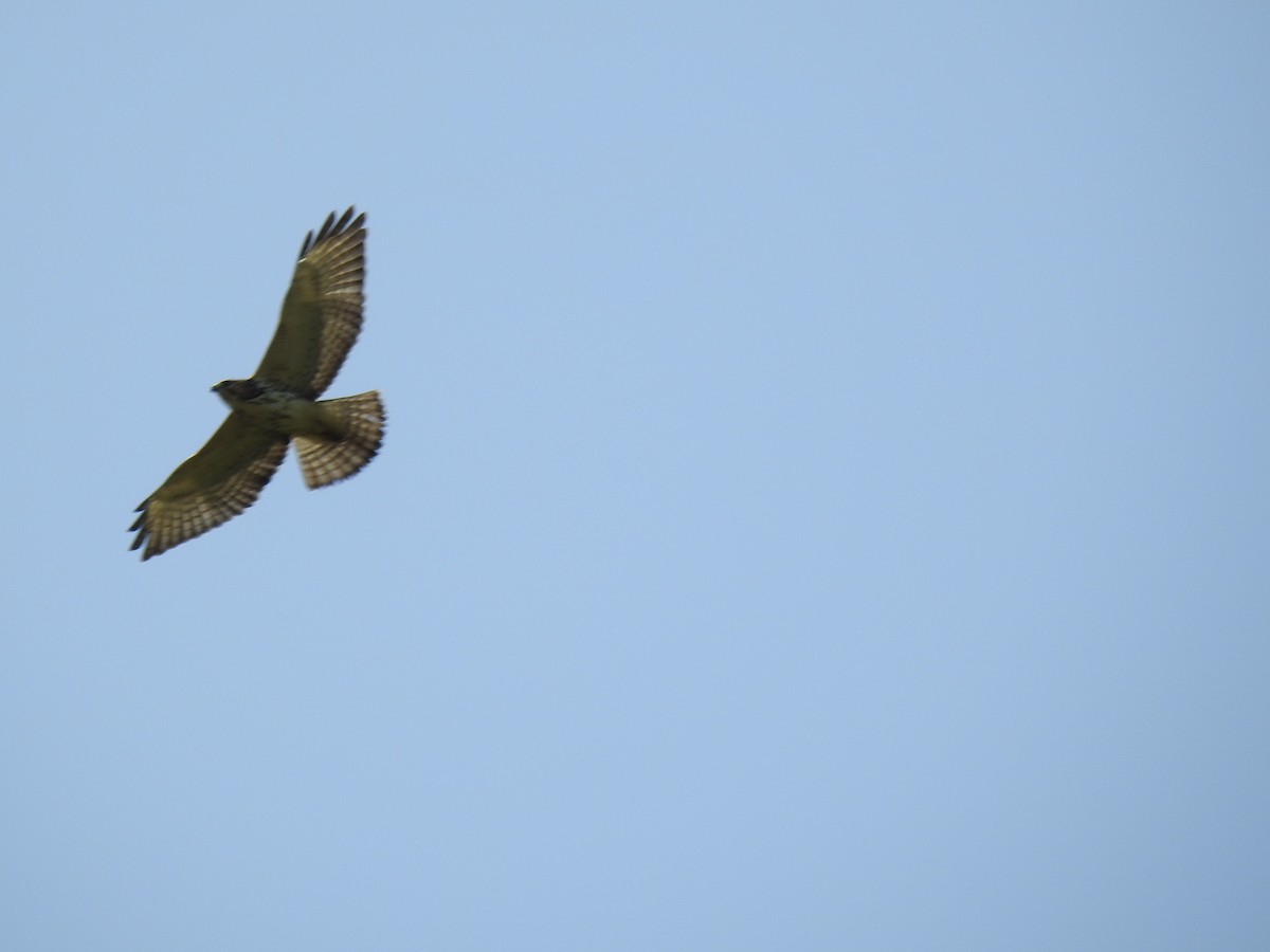 káně širokokřídlá (ssp. platypterus) - ML254754041