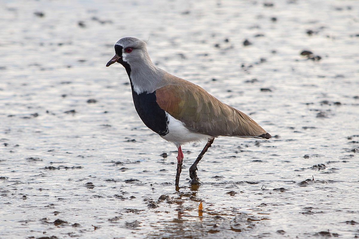 Southern Lapwing - Tamara Catalán Bermudez