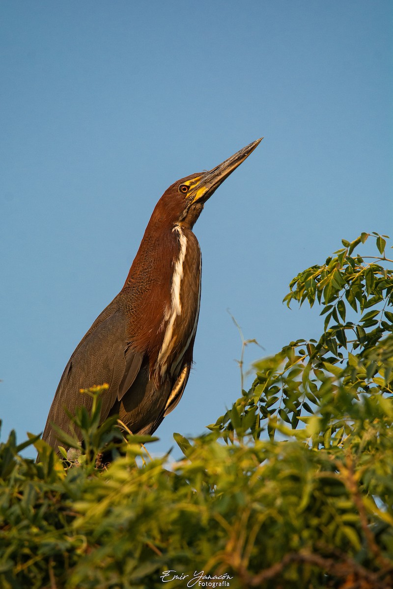 Rufescent Tiger-Heron - Emir Yanacon