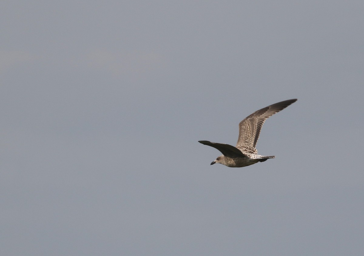 Yellow-legged Gull (michahellis) - ML254754731