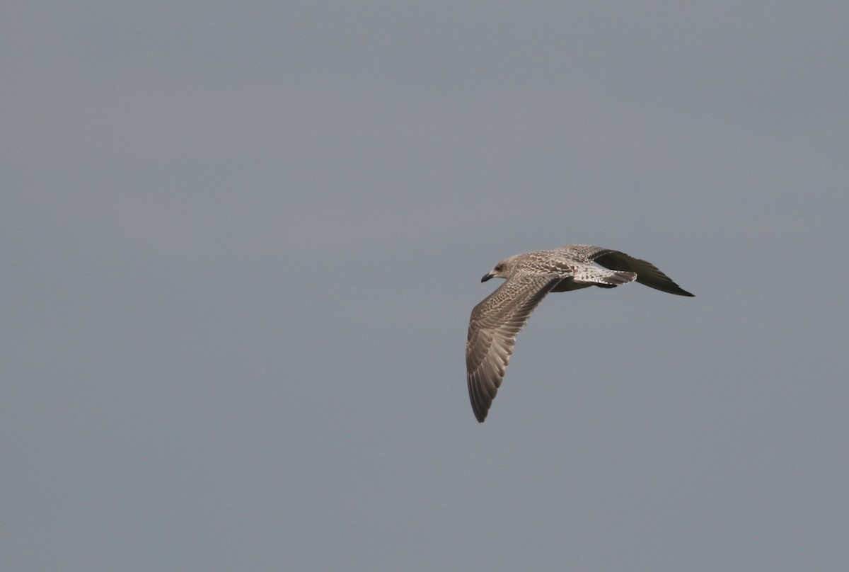 Yellow-legged Gull (michahellis) - ML254754751