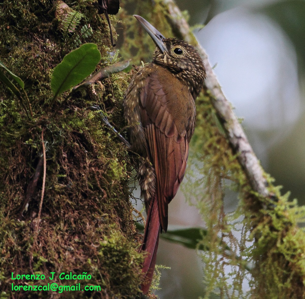 Olive-backed Woodcreeper - Lorenzo Calcaño