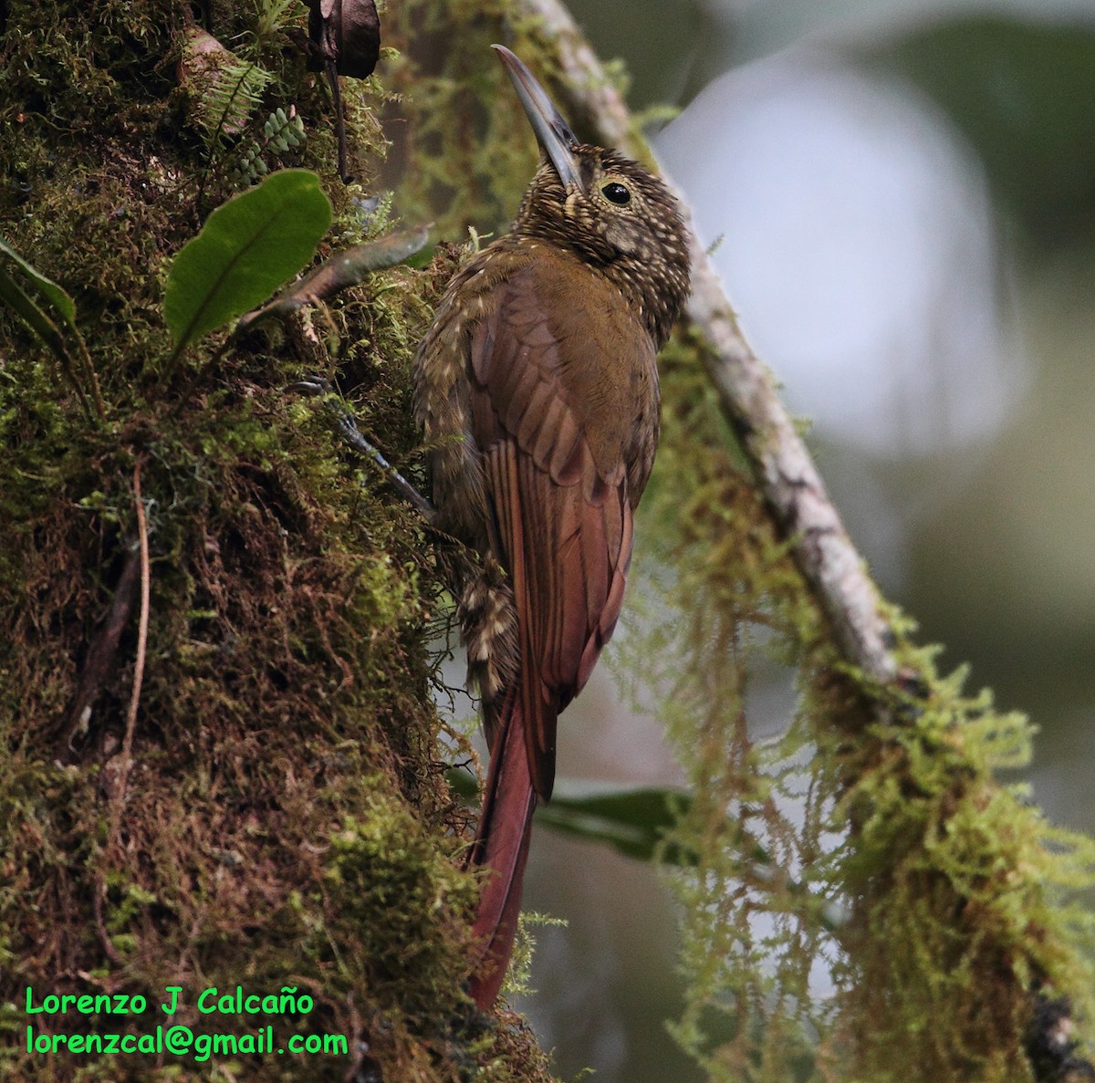 Olive-backed Woodcreeper - ML254754811