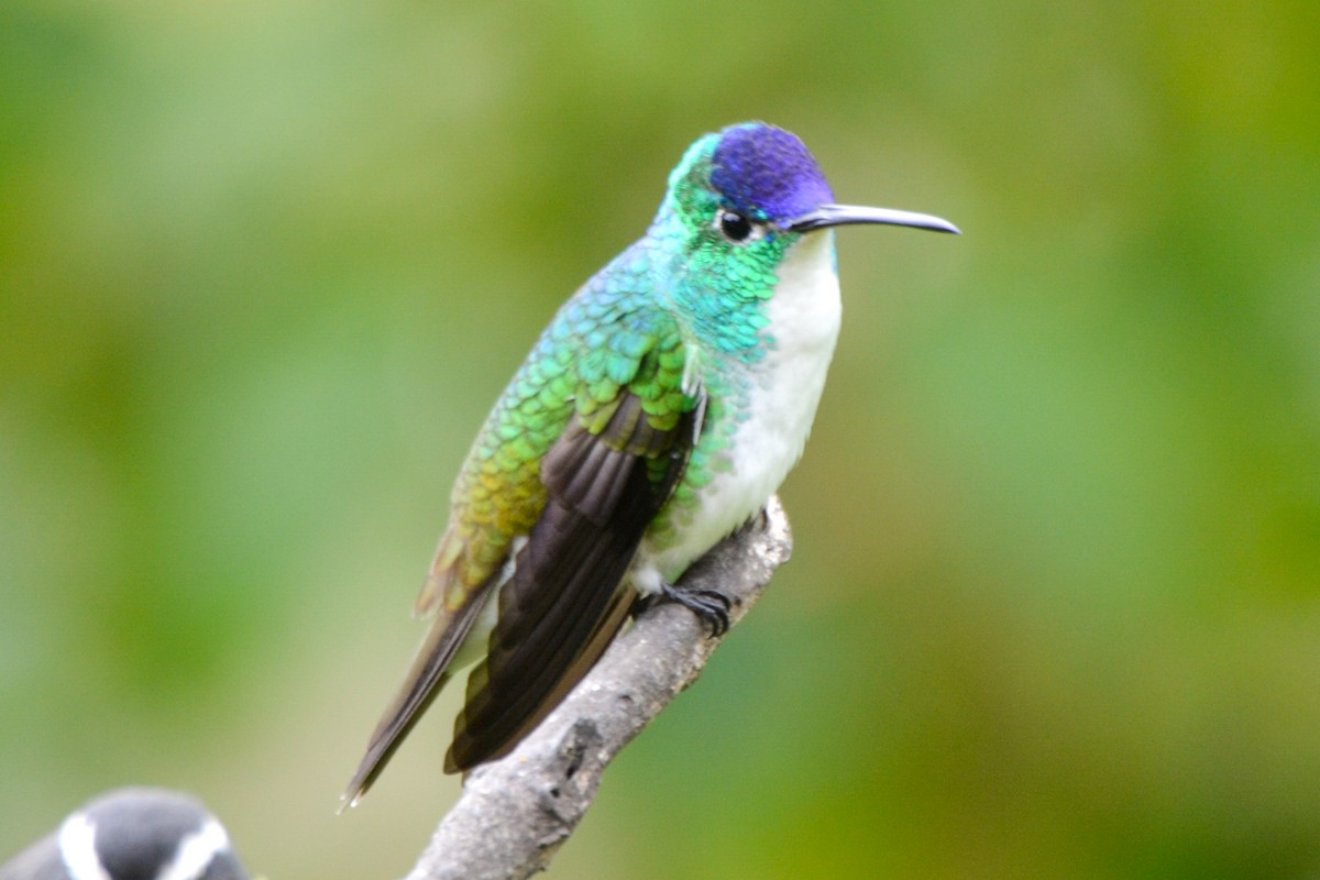 Andean Emerald - Alison Bentley