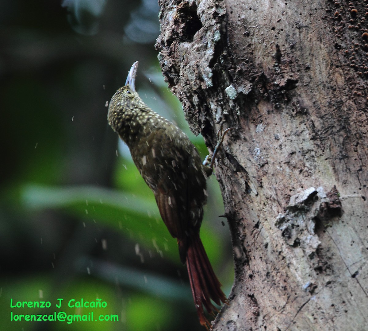 Olive-backed Woodcreeper - ML254755141