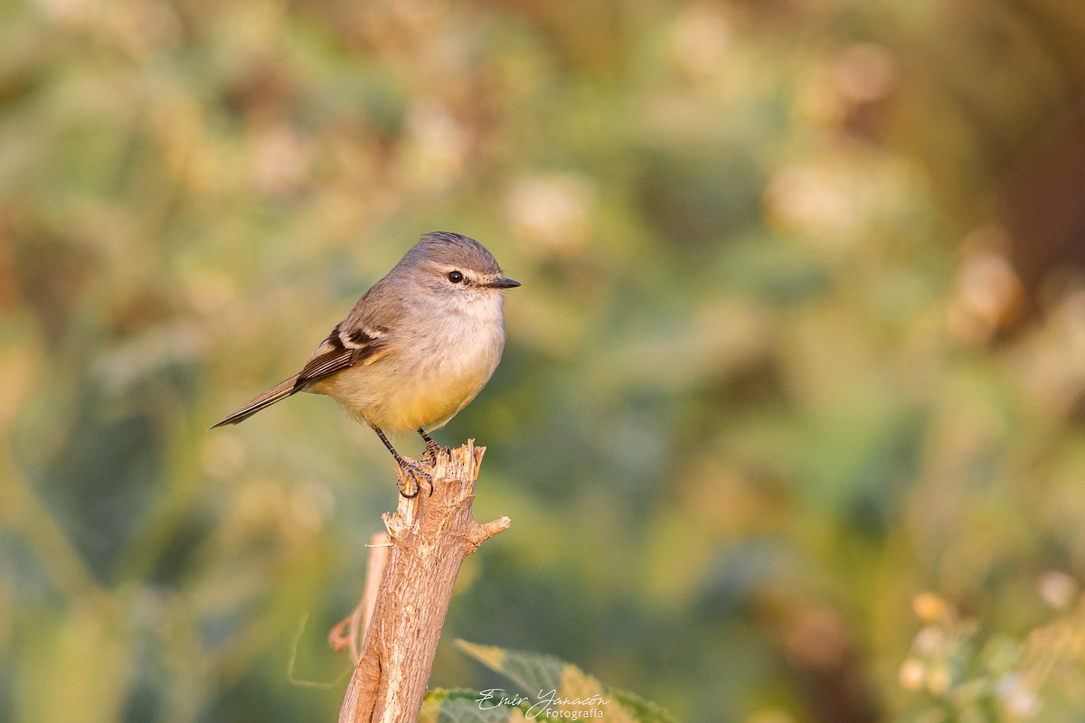 White-crested Tyrannulet (Sulphur-bellied) - Emir Yanacon