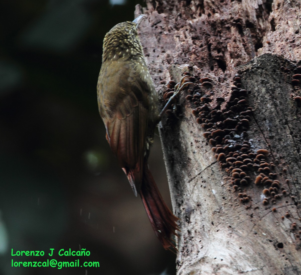 Olive-backed Woodcreeper - ML254755211