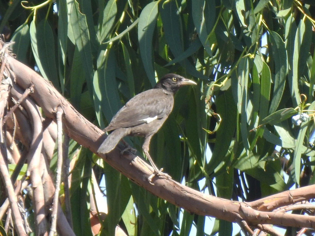 Crested Myna - Luís Lourenço