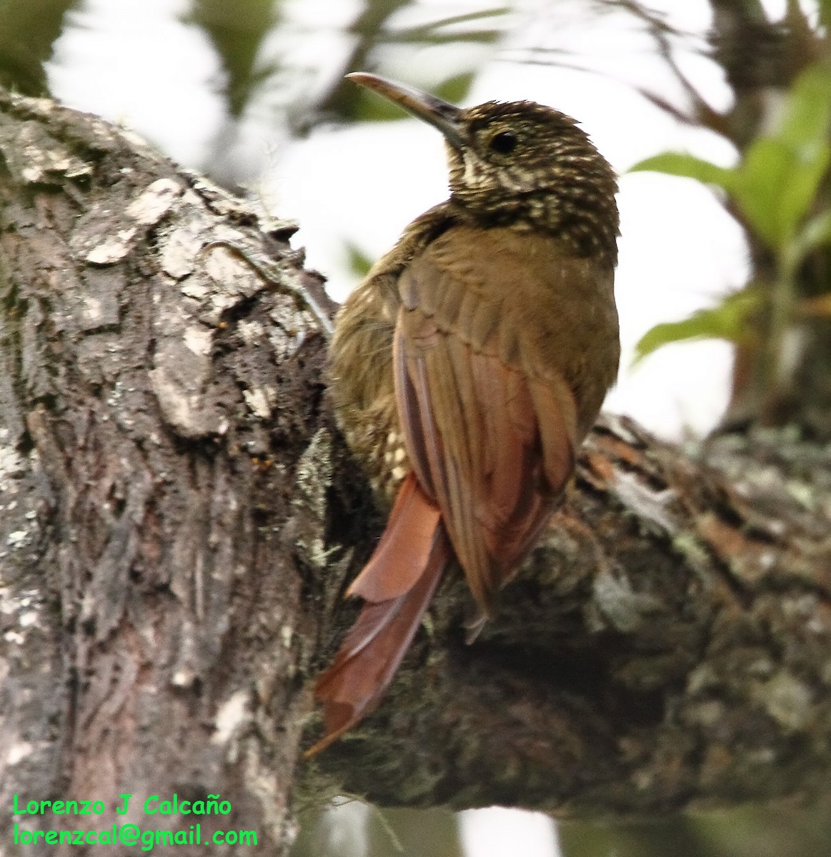 Olive-backed Woodcreeper - ML254755901