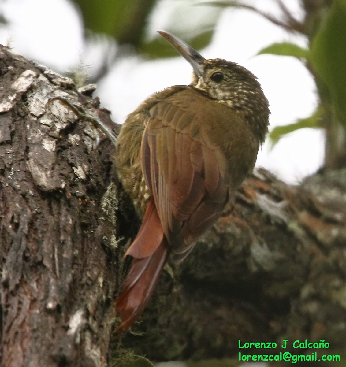 Olive-backed Woodcreeper - ML254755931