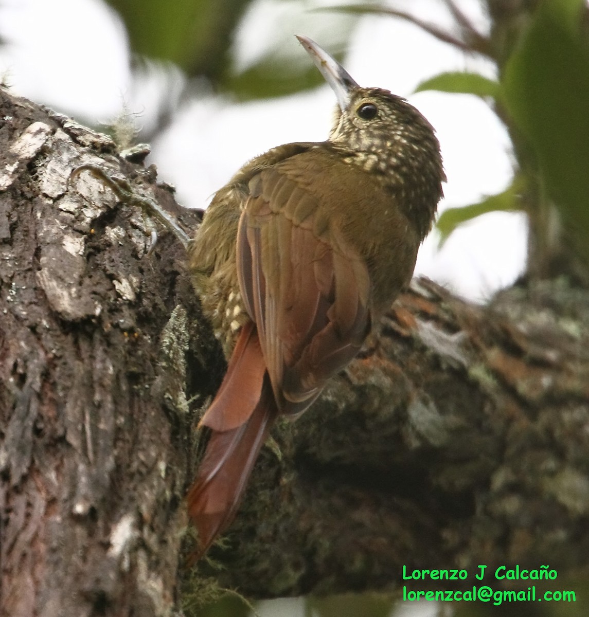 Olive-backed Woodcreeper - ML254755951