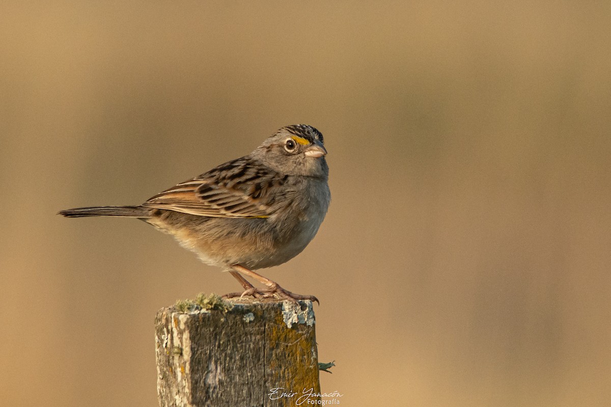 Grassland Sparrow - Emir Yanacon