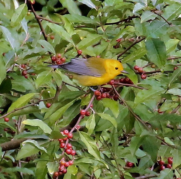 Prothonotary Warbler - ML254757581