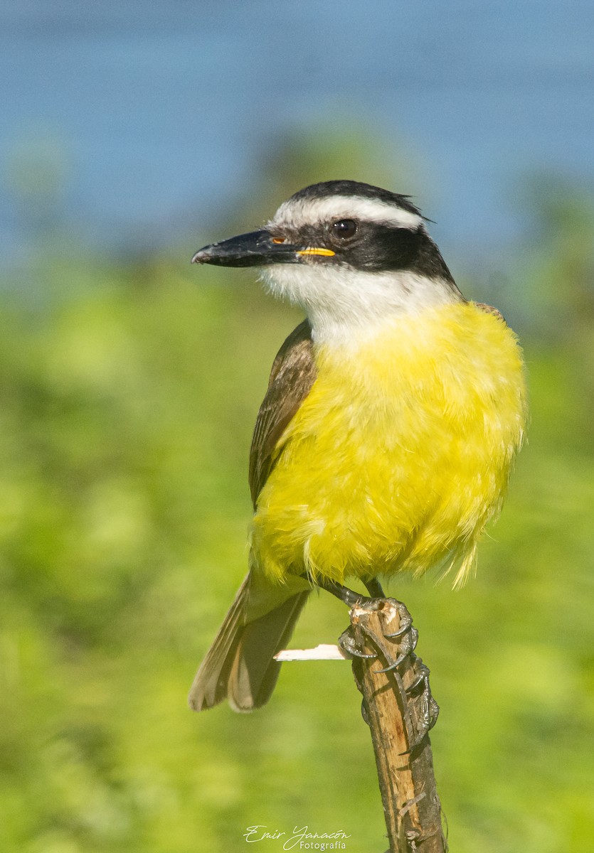 Great Kiskadee - ML254757601