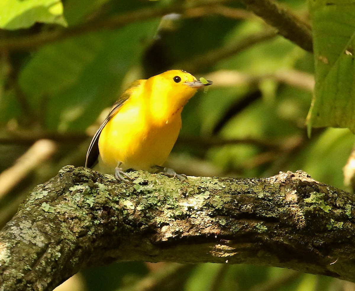 Prothonotary Warbler - ML254757691