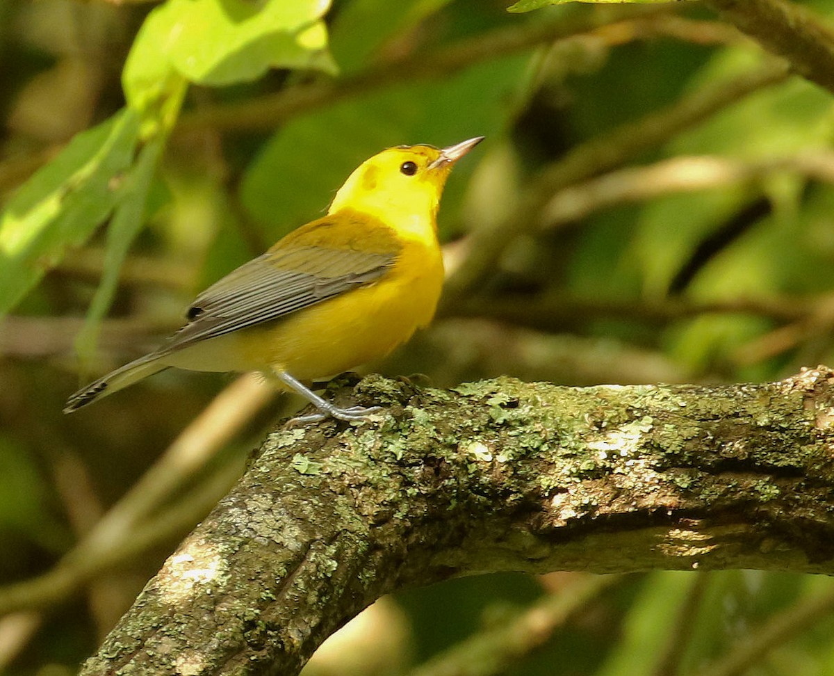Prothonotary Warbler - ML254757751