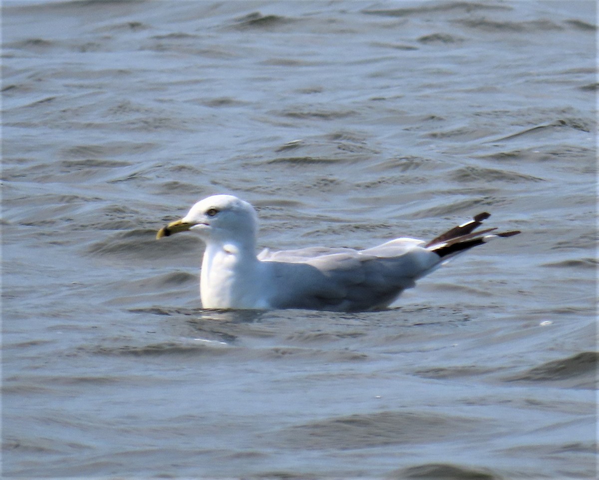 Ring-billed Gull - ML254758411