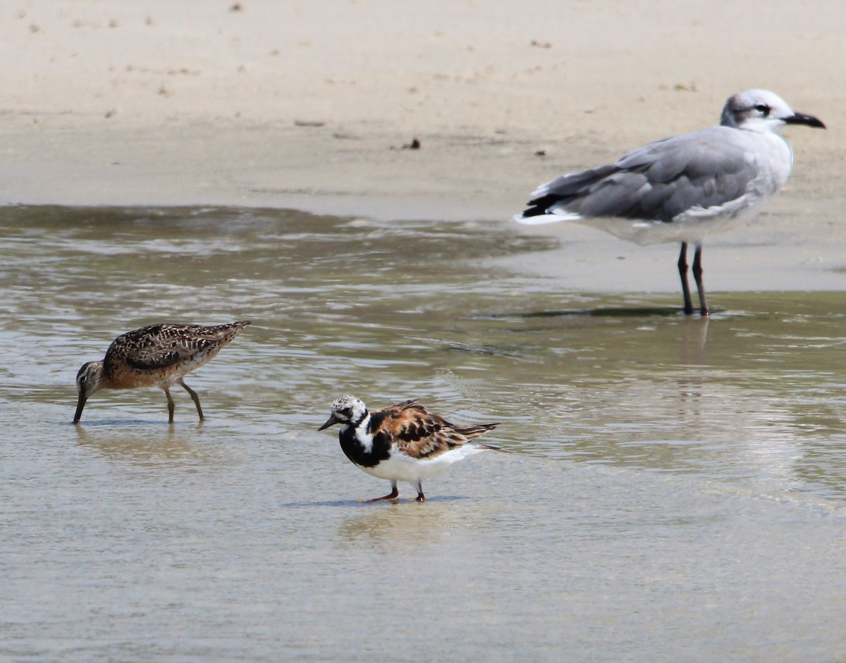 Short-billed Dowitcher - ML254758501