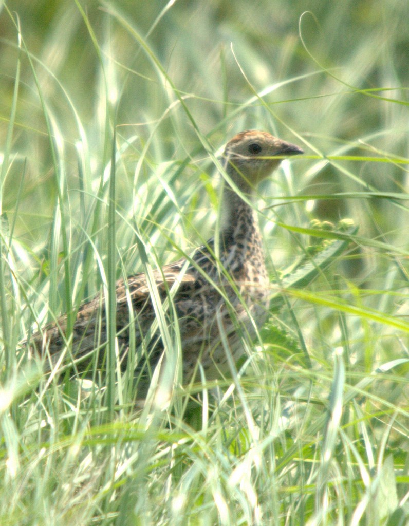 Sharp-tailed Grouse - ML25475951