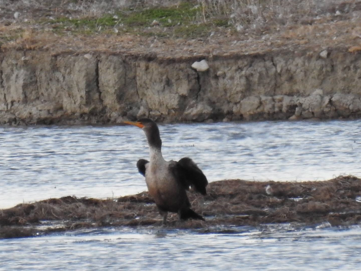 Cormoran à aigrettes - ML254760671