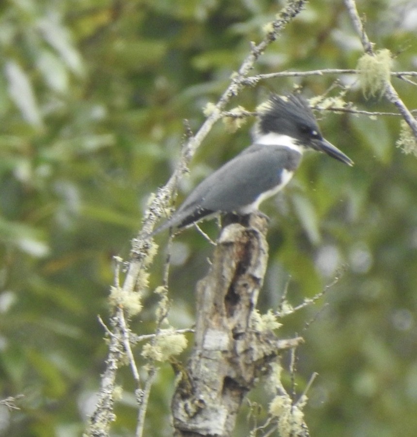 Belted Kingfisher - ML254760751