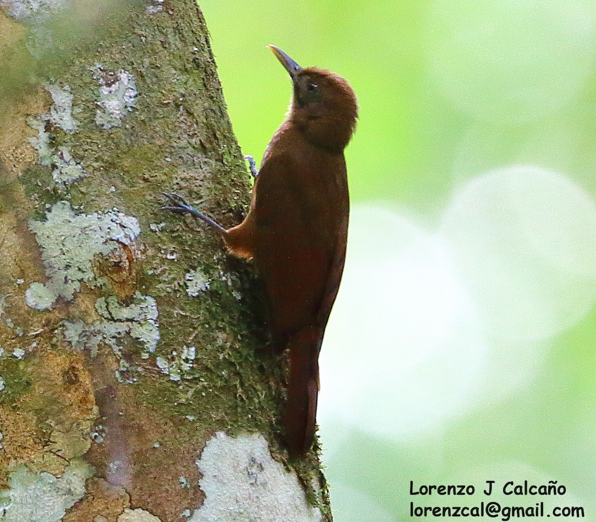 Plain-brown Woodcreeper - Lorenzo Calcaño