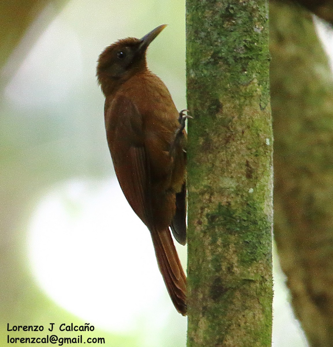 Plain-brown Woodcreeper - Lorenzo Calcaño