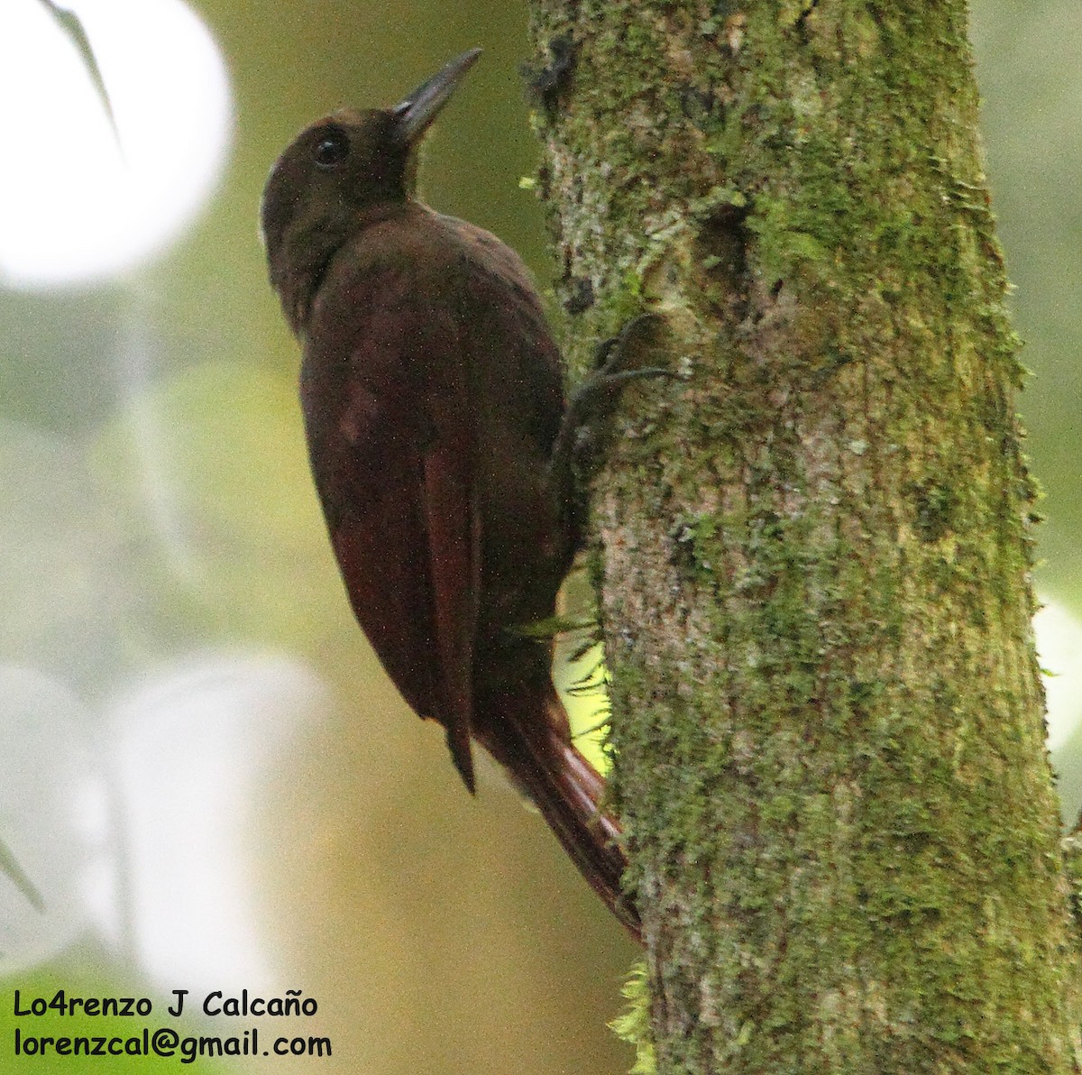 Plain-brown Woodcreeper - Lorenzo Calcaño