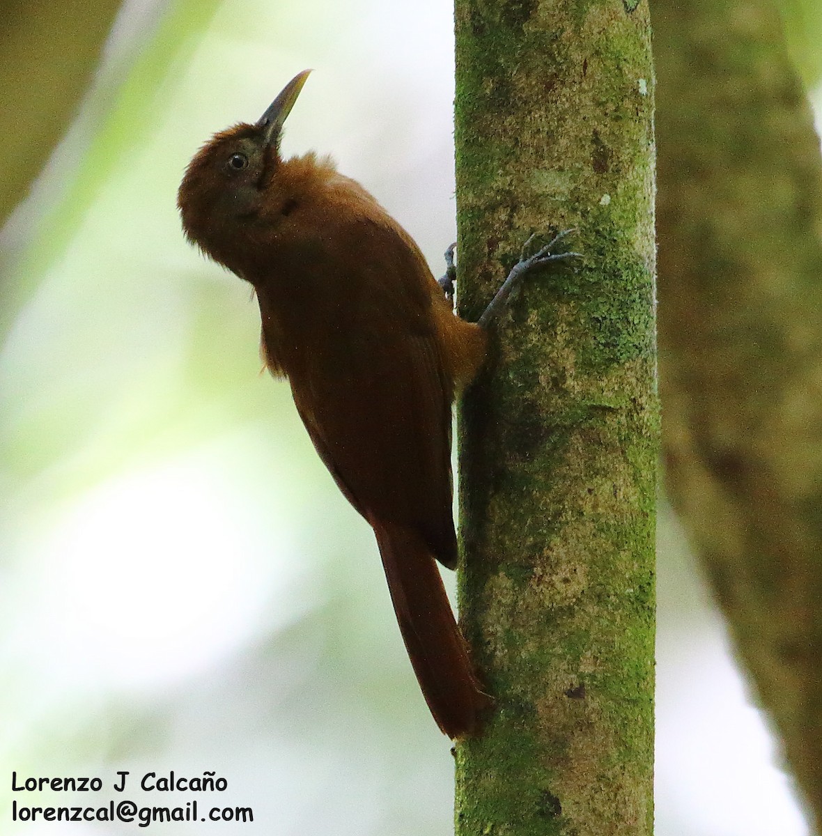 Plain-brown Woodcreeper - Lorenzo Calcaño