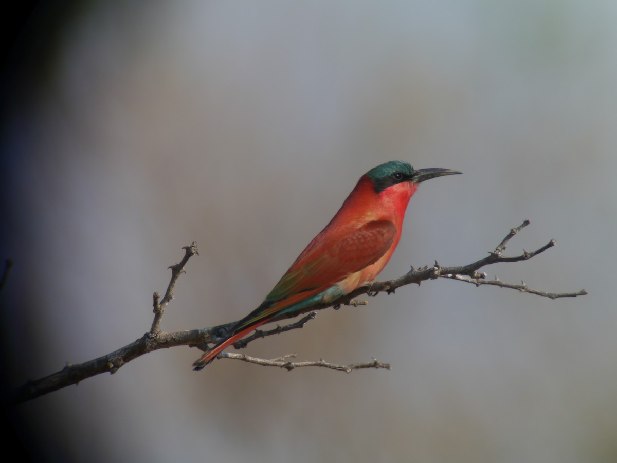 Southern Carmine Bee-eater - ML254763931