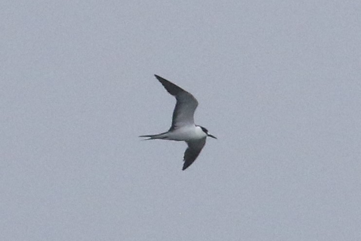 Sooty Tern - John Oshlick