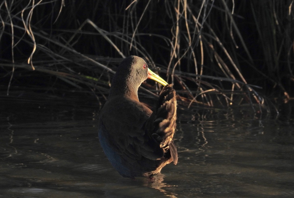 Plumbeous Rail - ML254766151