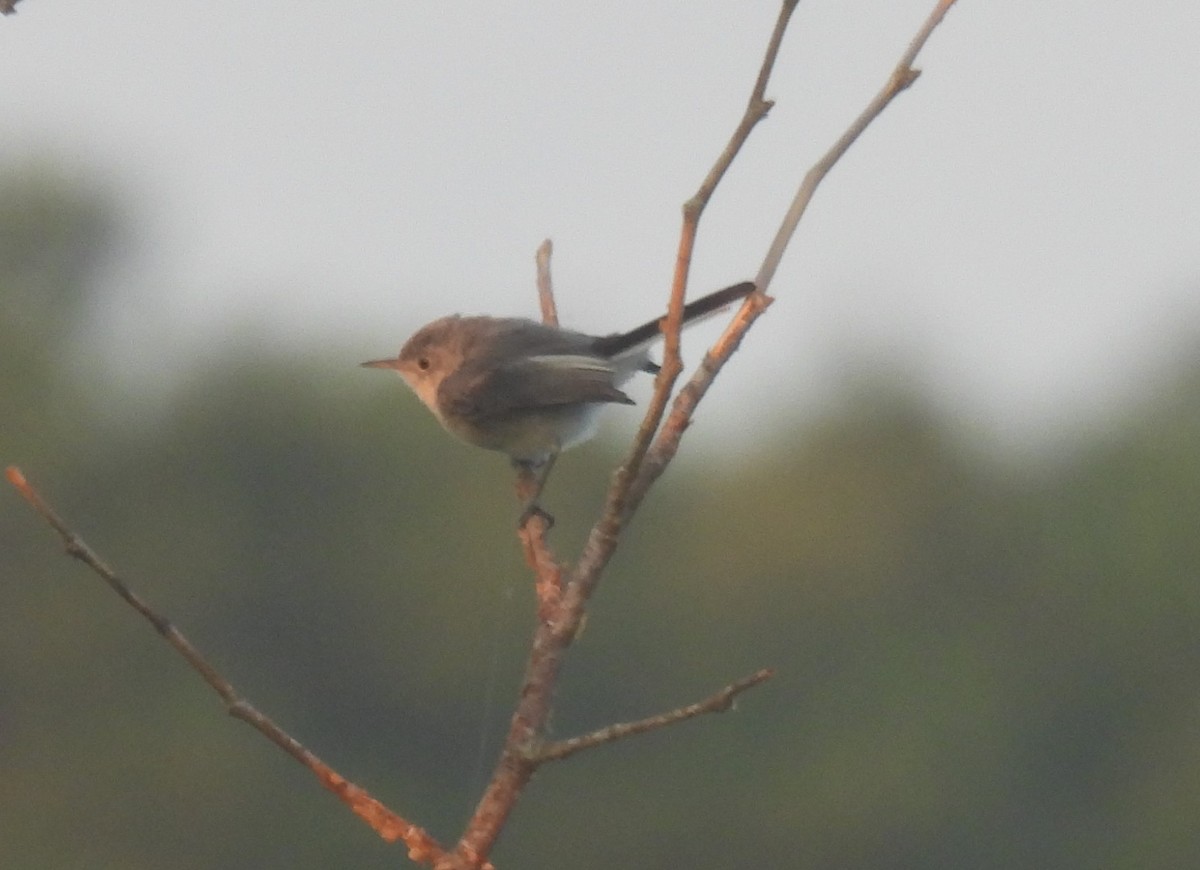 Blue-gray Gnatcatcher - ML254769081