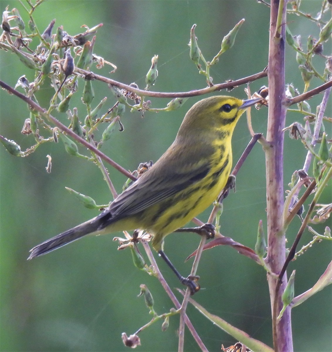 Prairie Warbler - ML254769171