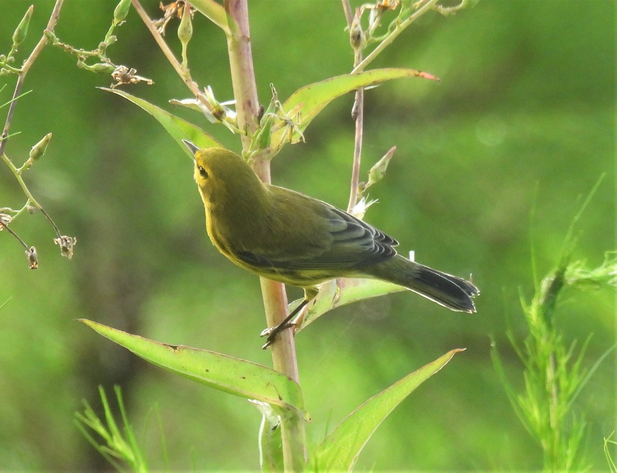 Prairie Warbler - ML254769201