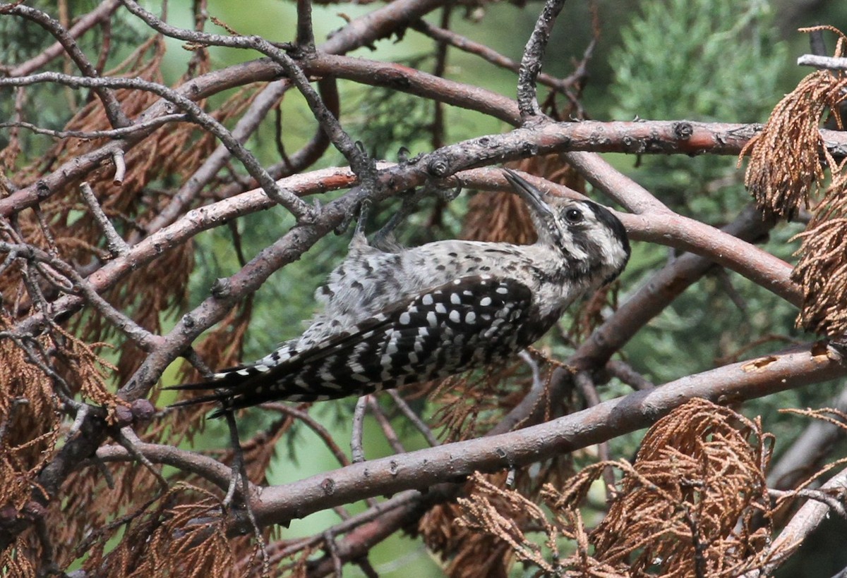 Ladder-backed Woodpecker - ML254771221