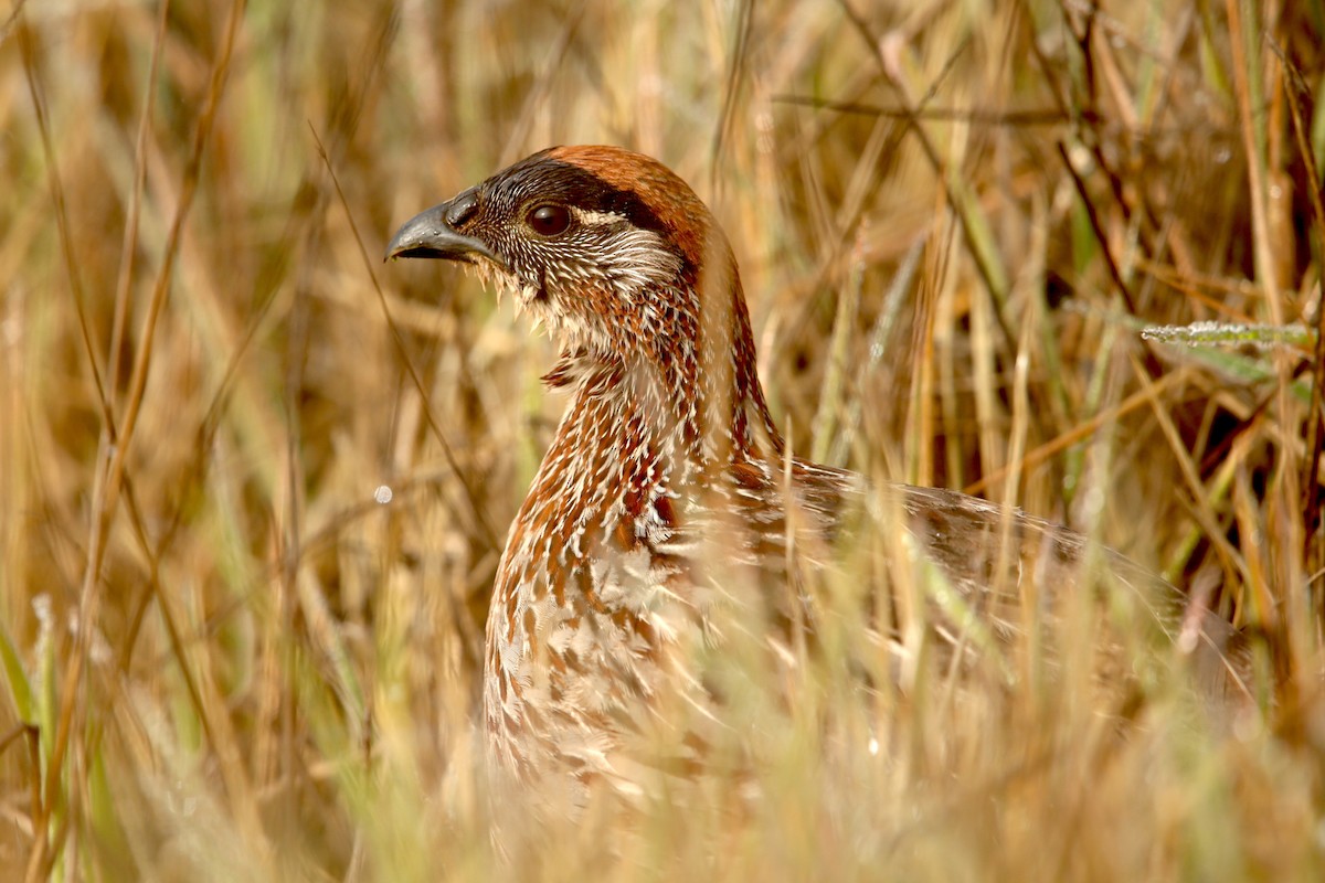 Erckel's Spurfowl - ML254771281