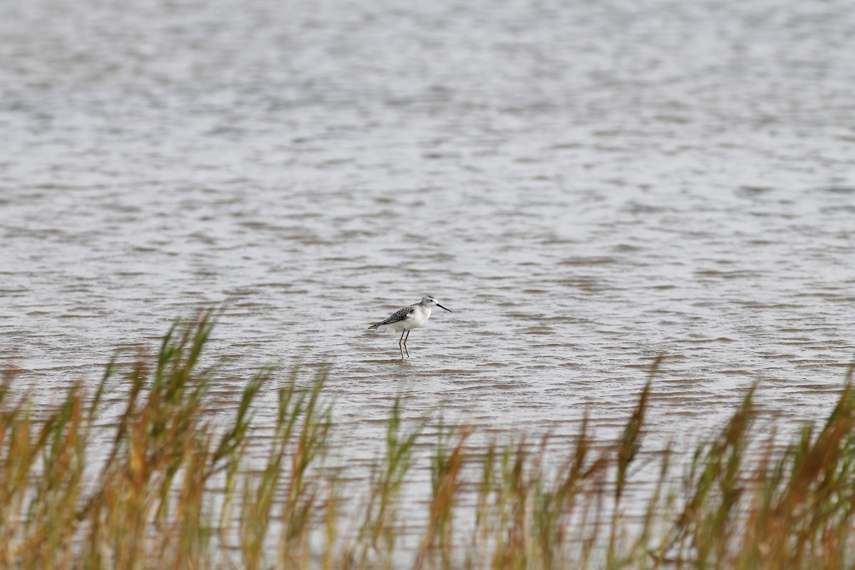 Marsh Sandpiper - ML254771371