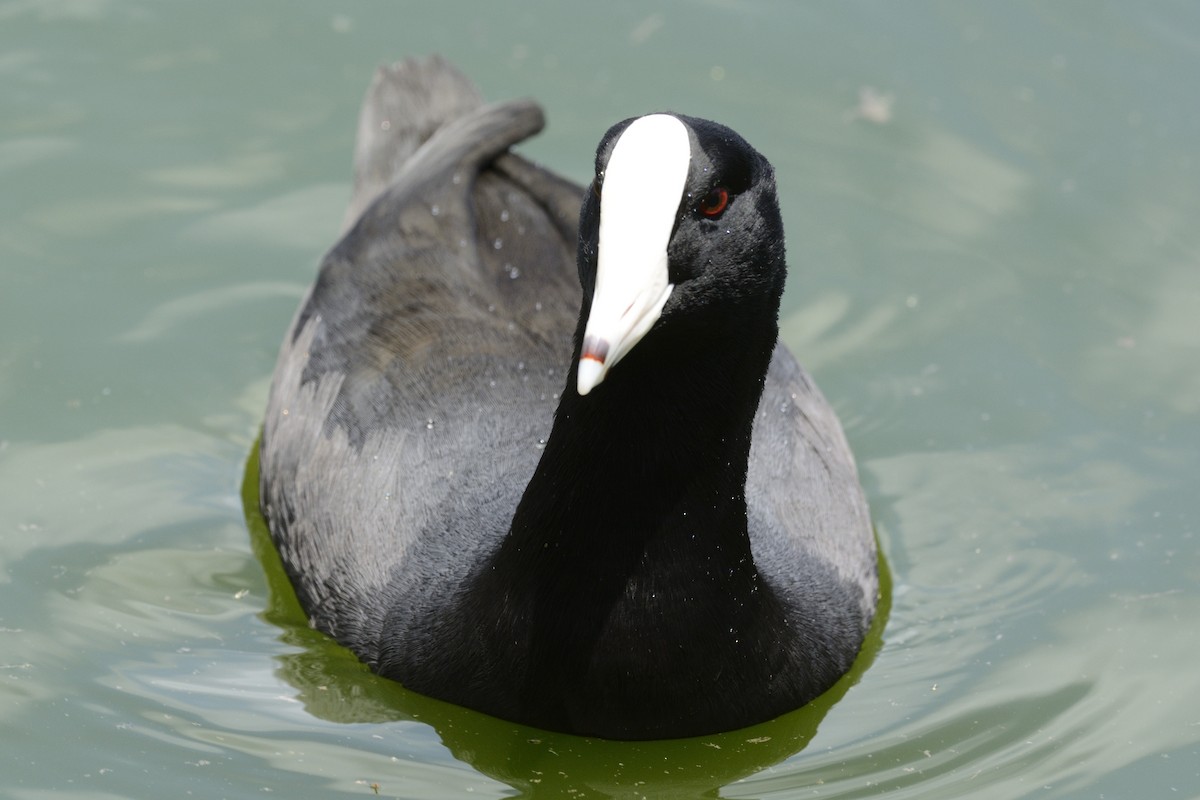 American Coot (White-shielded) - ML254771691