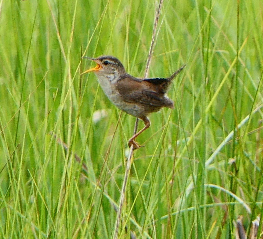 Marsh Wren - ML254771721