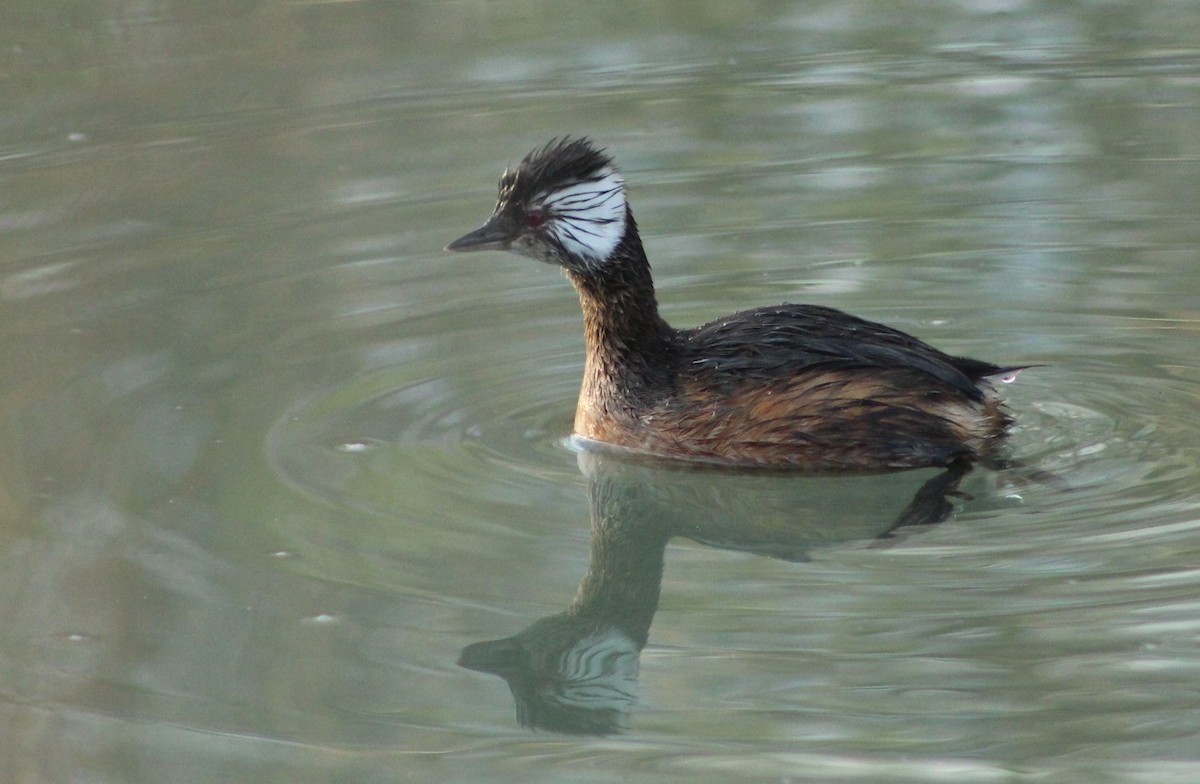 White-tufted Grebe - ML254772851