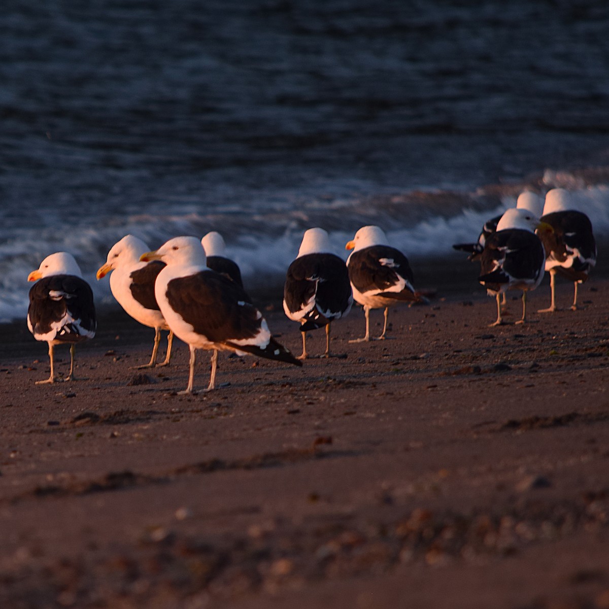 Kelp Gull - ML254773481