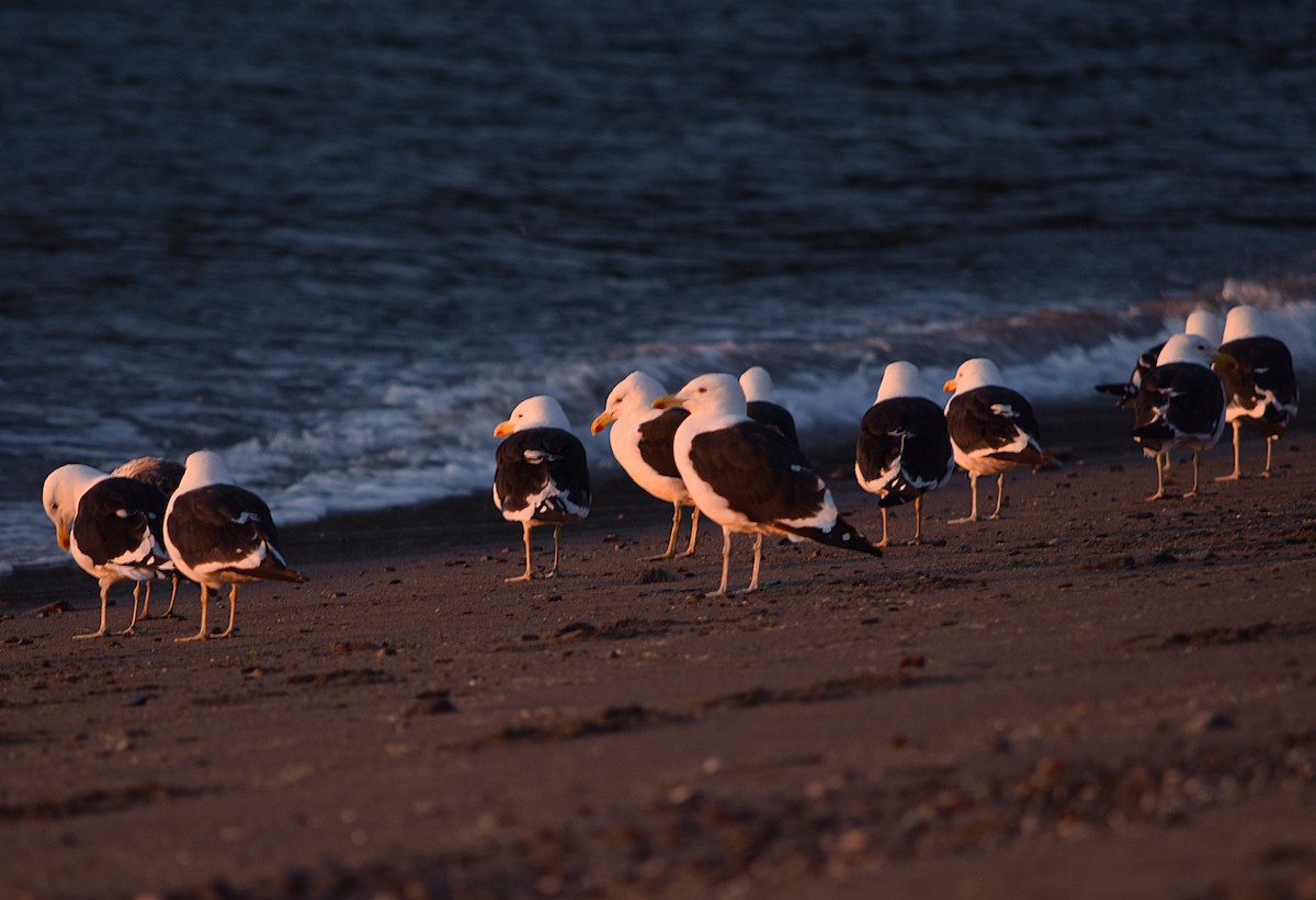 Kelp Gull - ML254773491