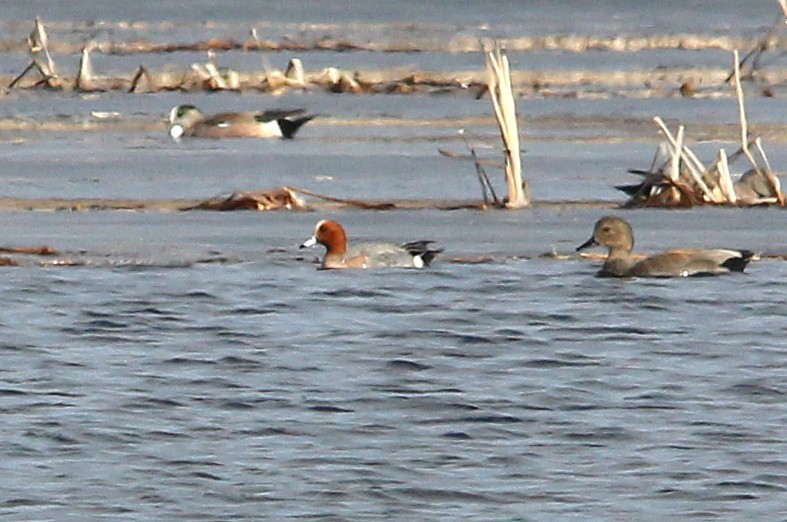 Eurasian Wigeon - ML25477351