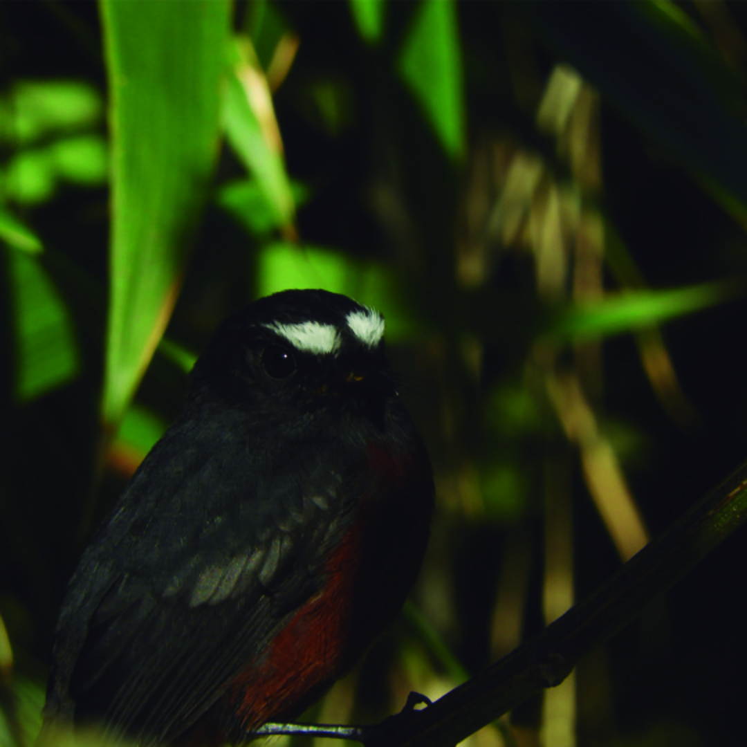 Chestnut-bellied Chat-Tyrant - Lisandro Moran