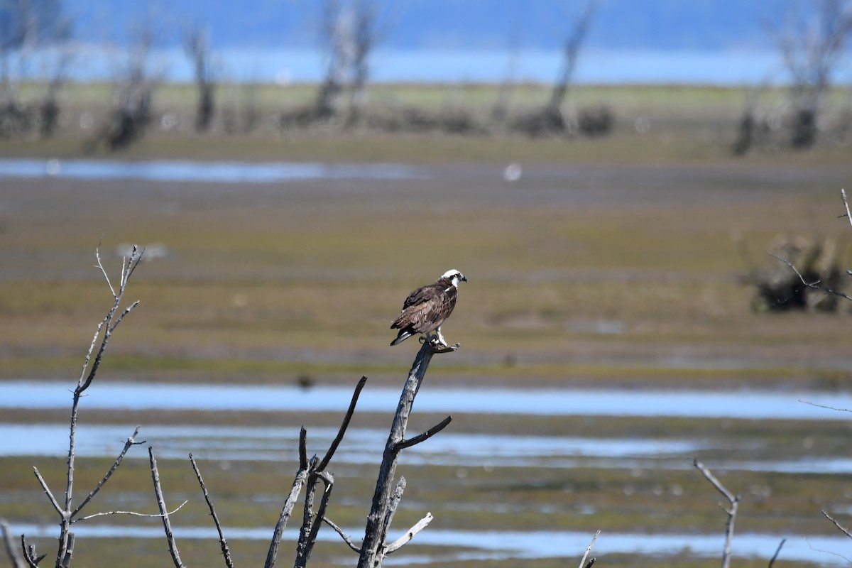 Águila Pescadora - ML254774491