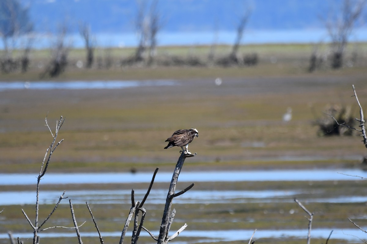 Águila Pescadora - ML254774501