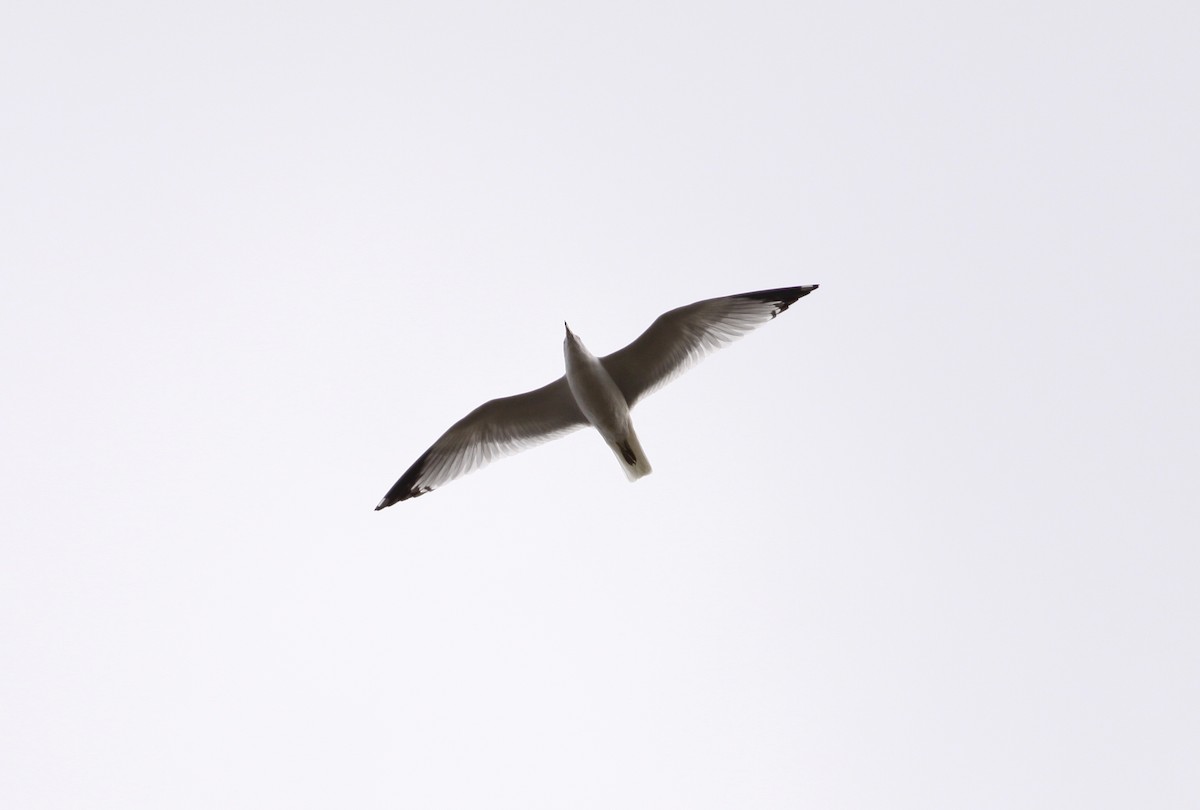 Делавэрская чайка - ML25477451