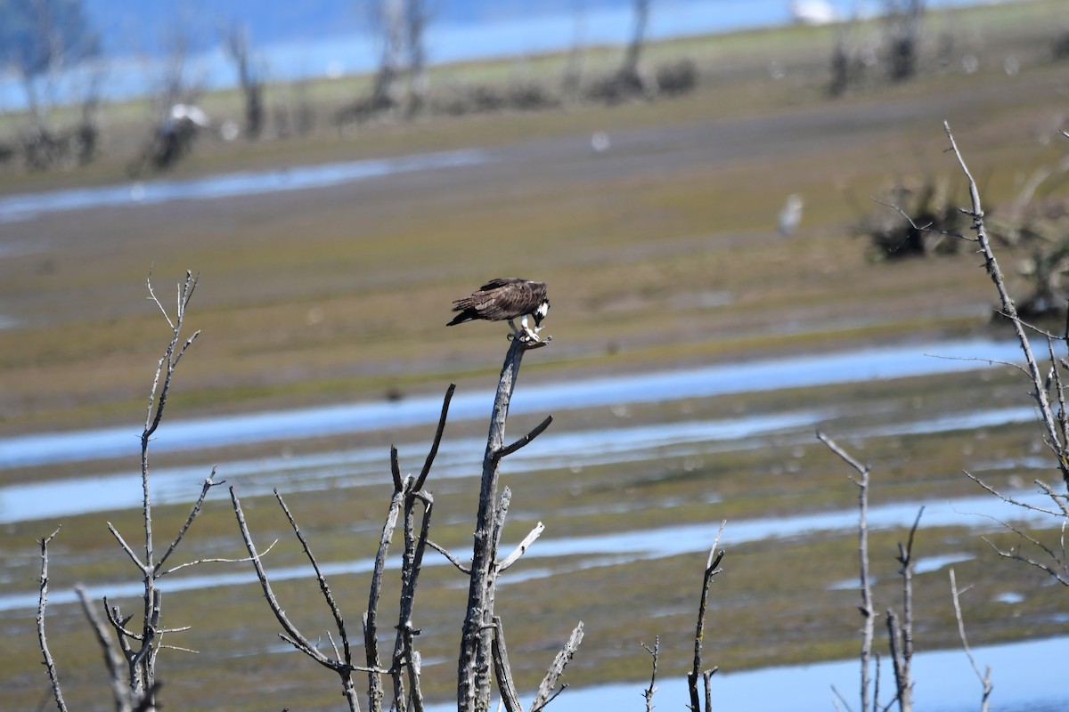 Águila Pescadora - ML254774521